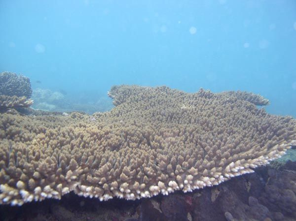 Acropora Table coral Acropora sp